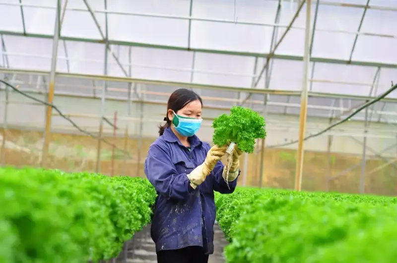 Biến rơm rạ thành “vàng”: Nữ giám đốc HTX thu 20 tấn nấm mỗi năm