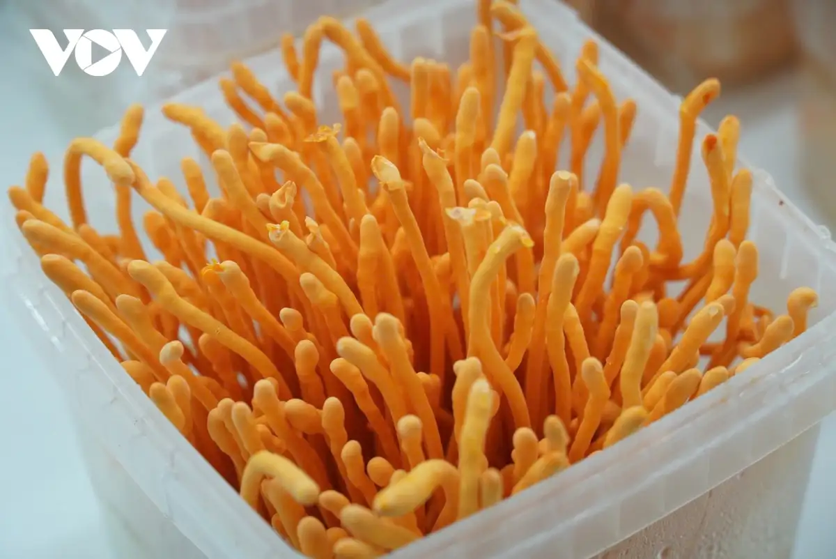 Bỏ phố về quê khởi nghiệp thành công từ cây nấm