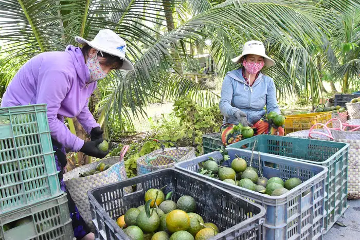 Cần nâng cấp chuỗi giá trị cho cây cam sành