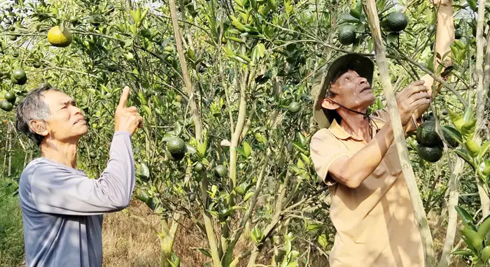 Cần nâng cấp chuỗi giá trị cho cây cam sành