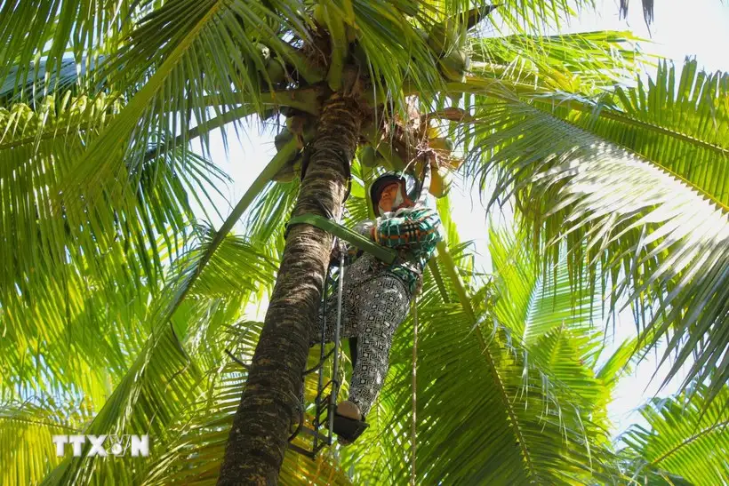 Cần Thơ: Phát huy lợi thế sông nước, xây dựng sản phẩm du lịch sinh thái đặc thù