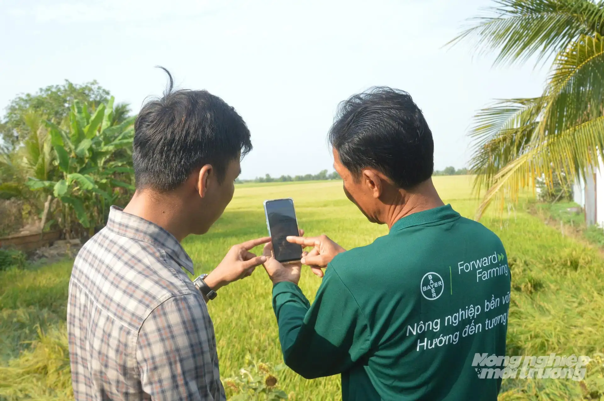 Cánh đồng lớn canh tác lúa chất lượng cao, phát thải thấp