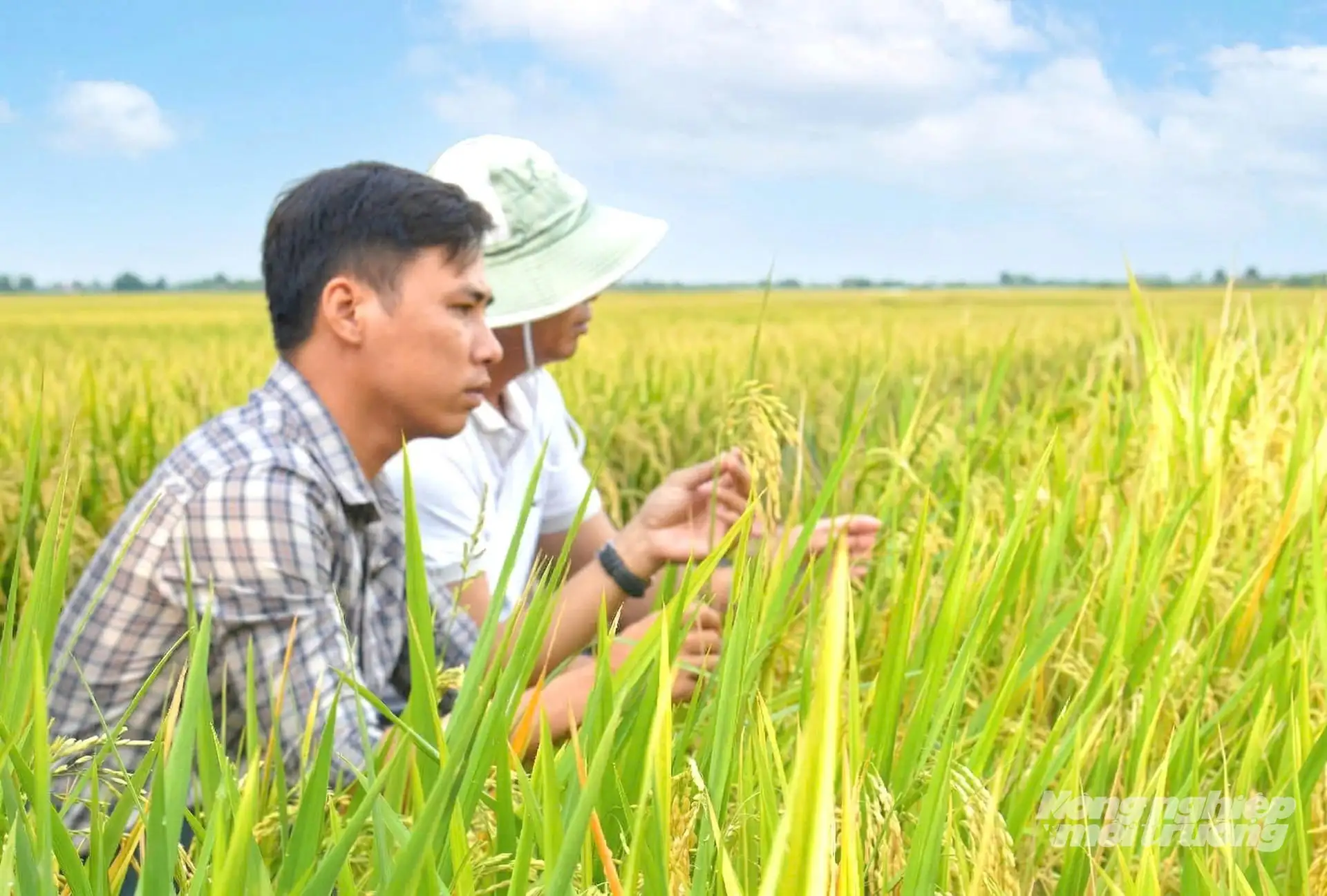 Cánh đồng lớn canh tác lúa chất lượng cao, phát thải thấp