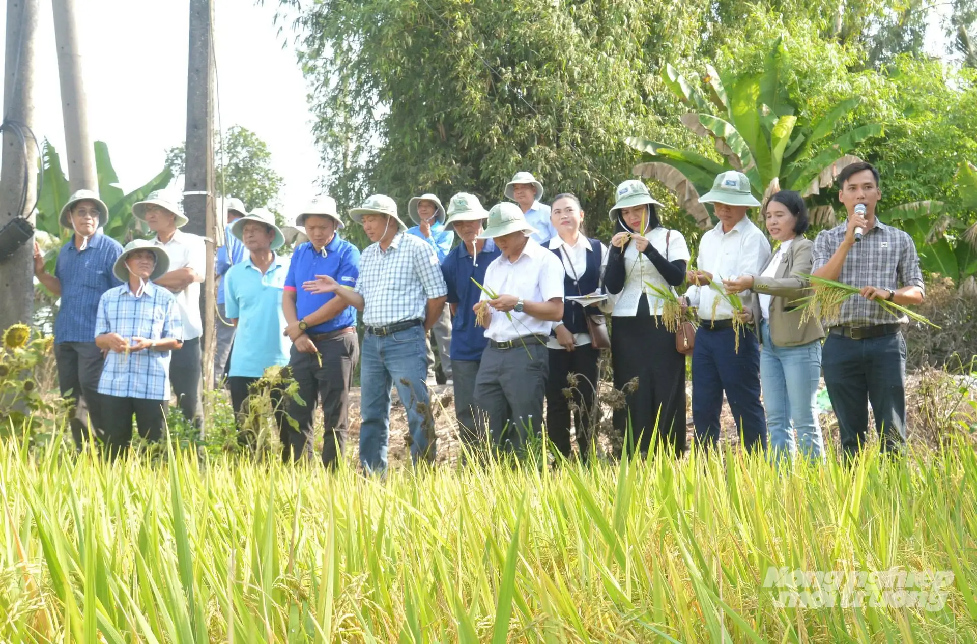 Cánh đồng lớn canh tác lúa chất lượng cao, phát thải thấp