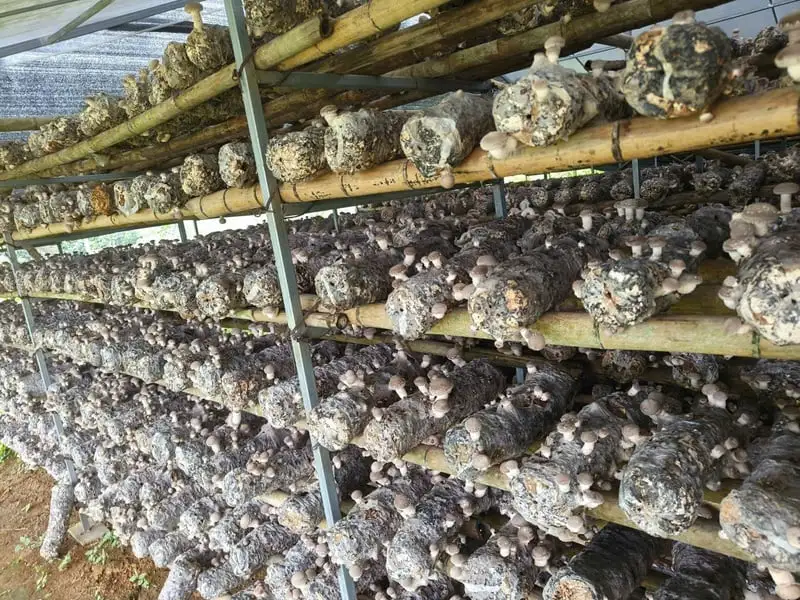 Cao Bằng: Đưa sản phẩm OCOP tiếp cận thị trường lớn hơn