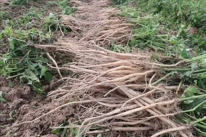 Cây dược liệu bạc tỷ ở vùng quê Hưng Hà