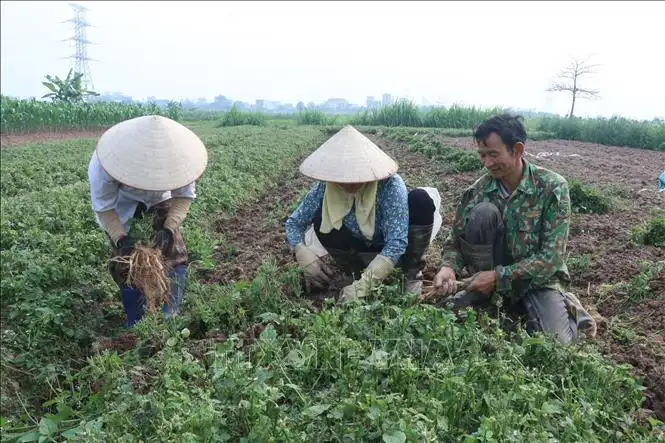 Cây dược liệu bạc tỷ ở vùng quê Hưng Hà