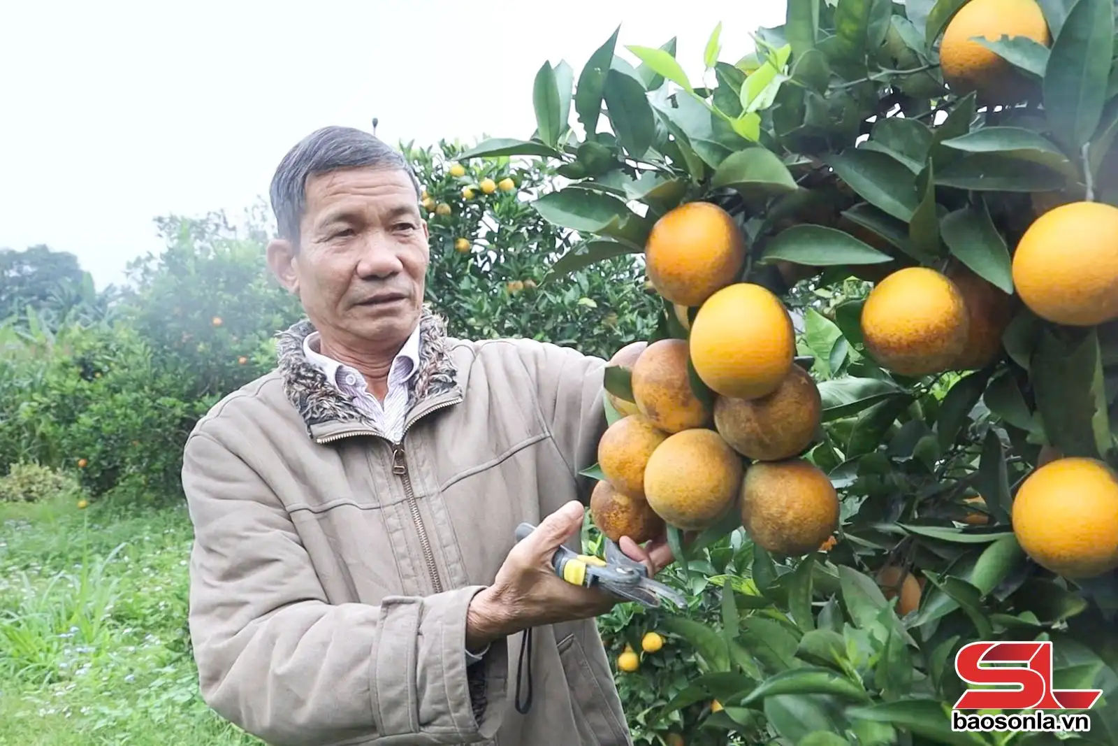 Chất lượng, an toàn – trọng tâm sản xuất nông nghiệp