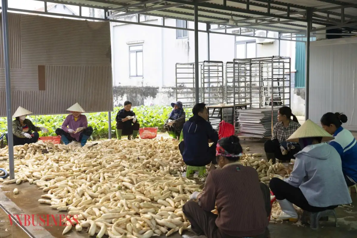 Chế biến sâu nông sản, 9X Nghệ An biến rau củ thành sản phẩm giá trị cao