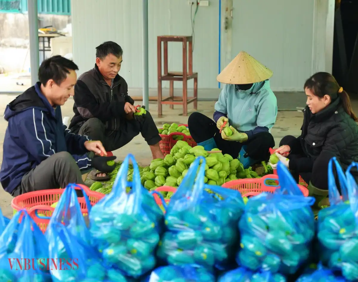 Chế biến sâu nông sản, 9X Nghệ An biến rau củ thành sản phẩm giá trị cao