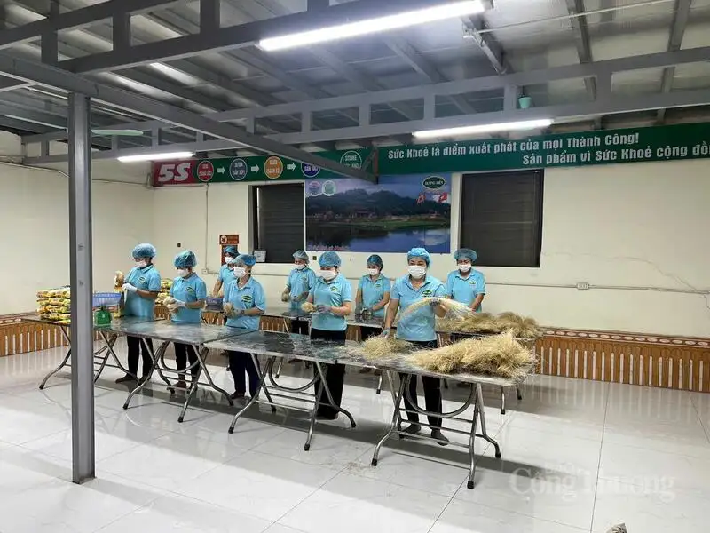 Chủ động đổi mới, đưa sản phẩm OCOP miến làng So vươn ra thị trường lớn