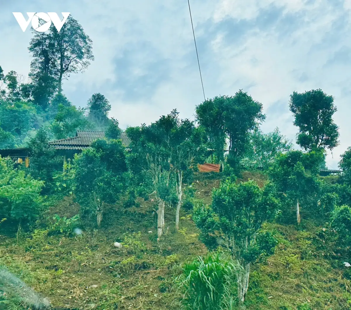 Chủ động đổi mới, đưa sản phẩm OCOP miến làng So vươn ra thị trường lớn