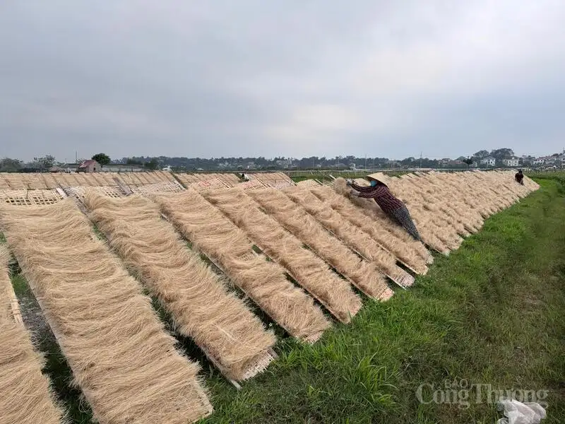 Chủ động đổi mới, đưa sản phẩm OCOP miến làng So vươn ra thị trường lớn