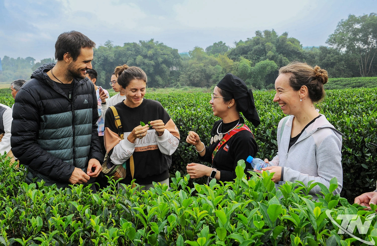 Chuẩn hóa vùng chè nguyên liệu