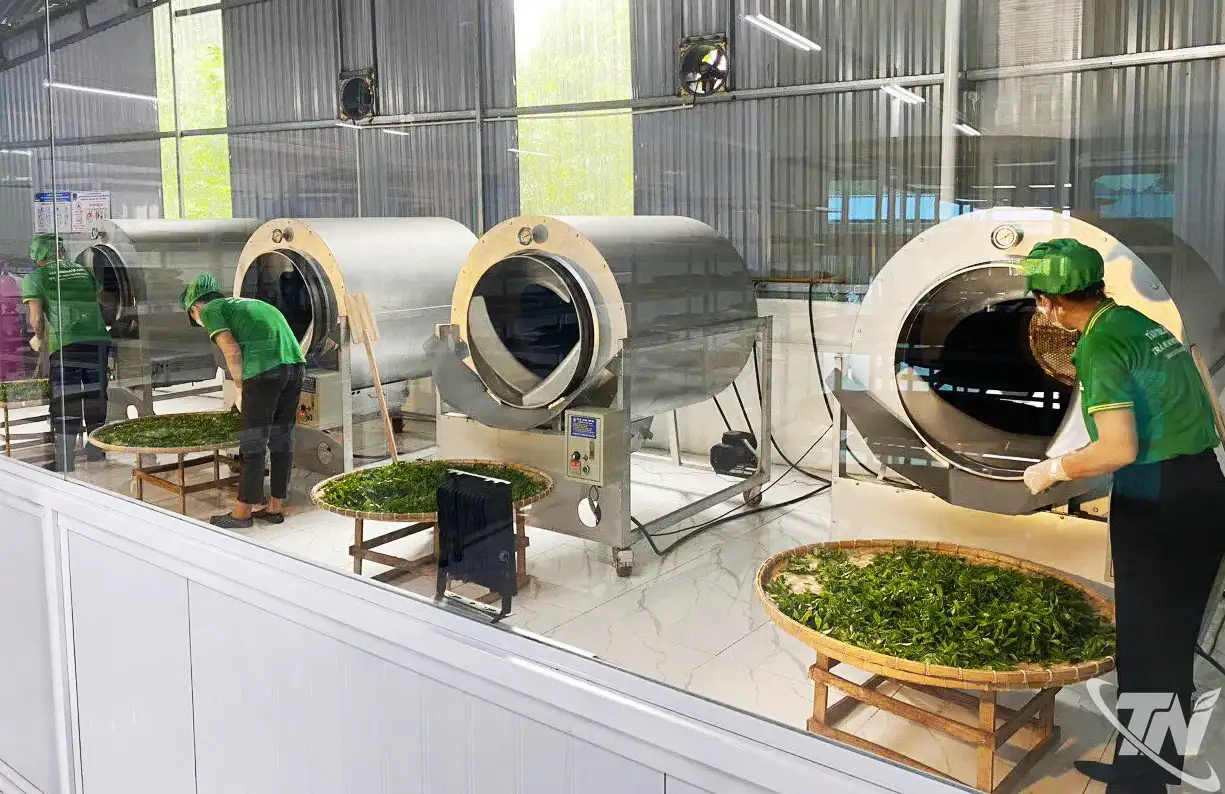 Chuẩn hóa vùng chè nguyên liệu