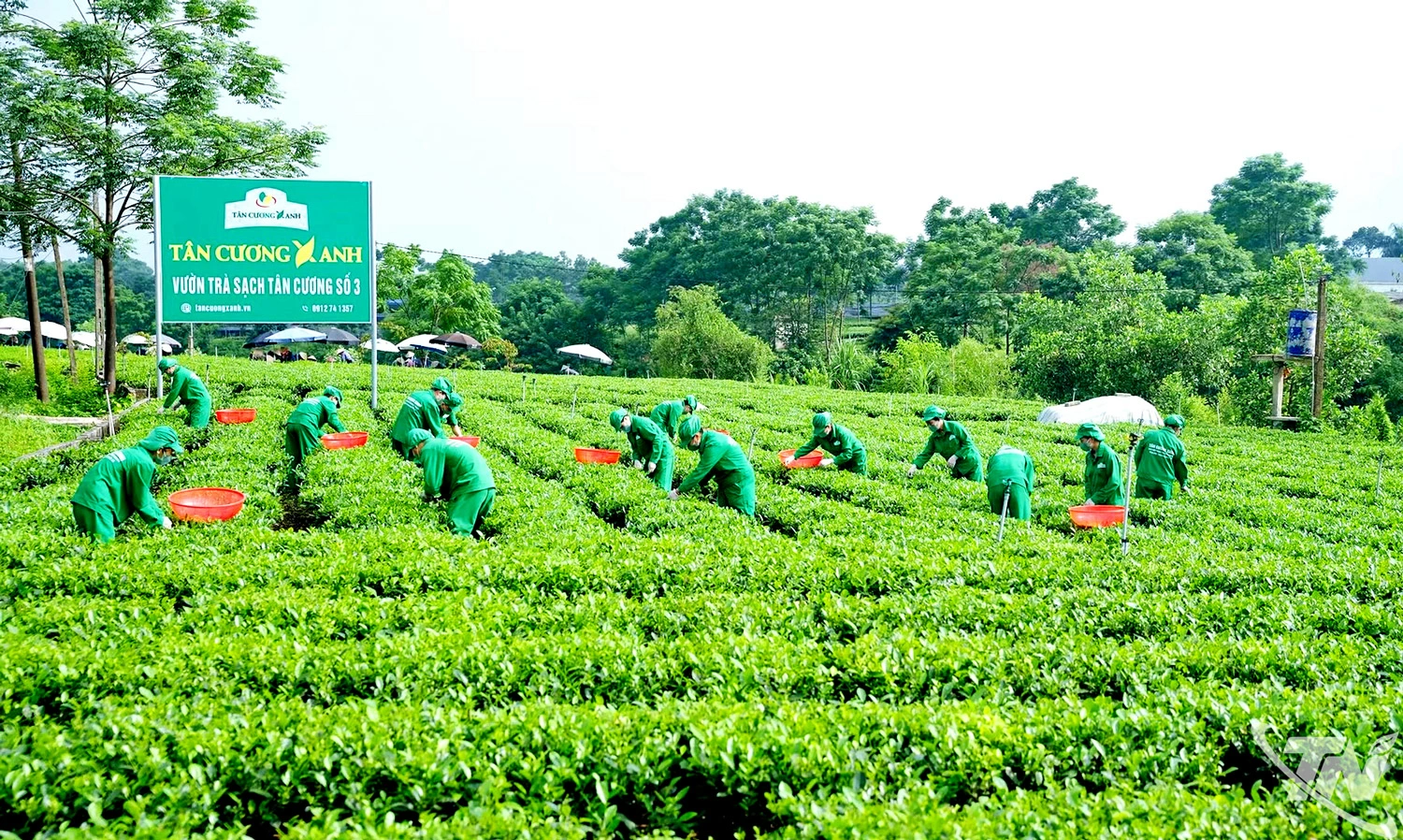 Chuẩn hóa vùng chè nguyên liệu