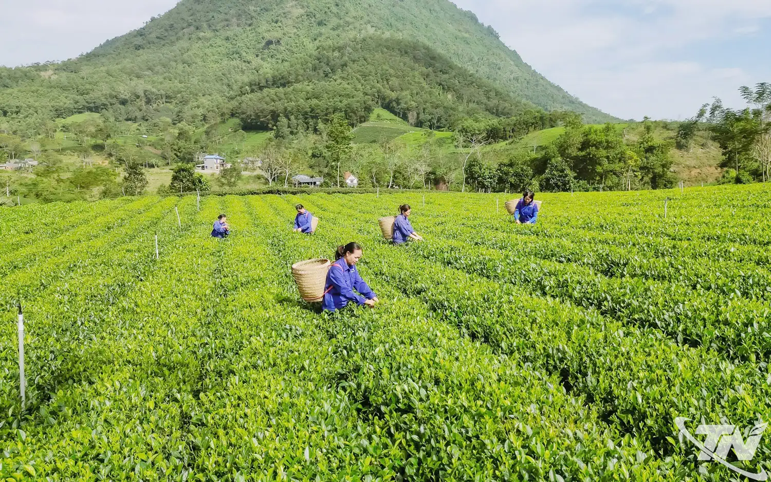 Chuẩn hóa vùng chè nguyên liệu