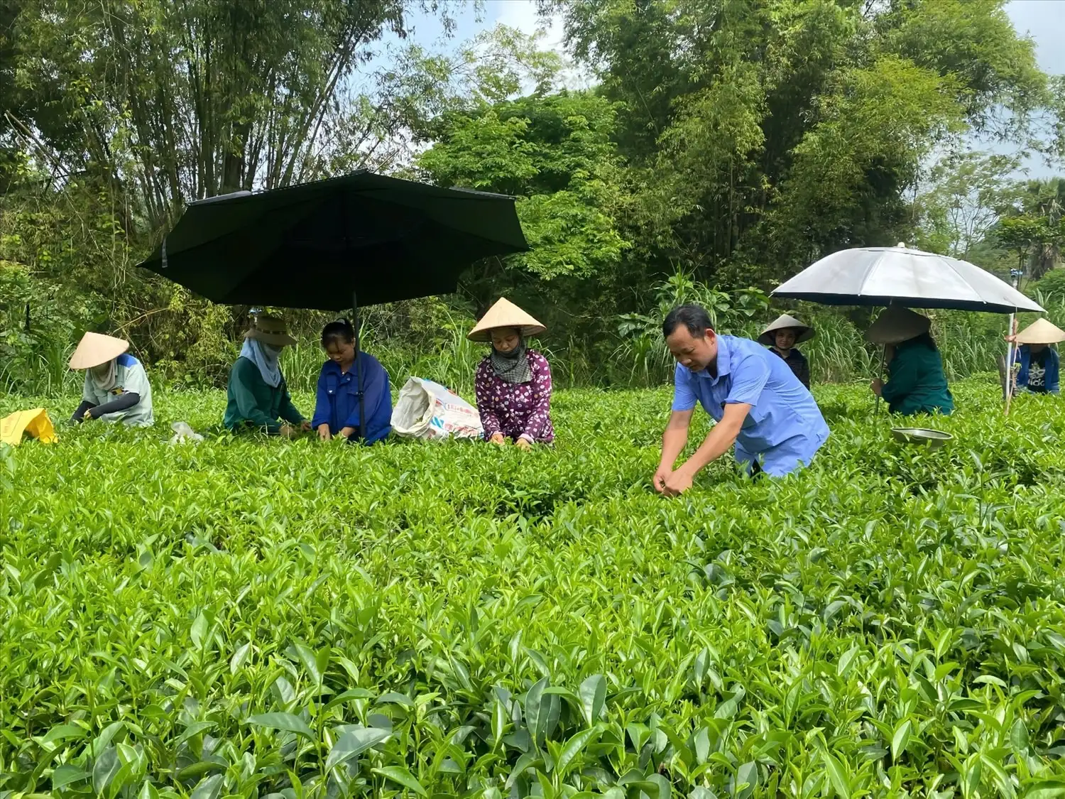 Chuyển từ hỗ trợ sang đồng hành