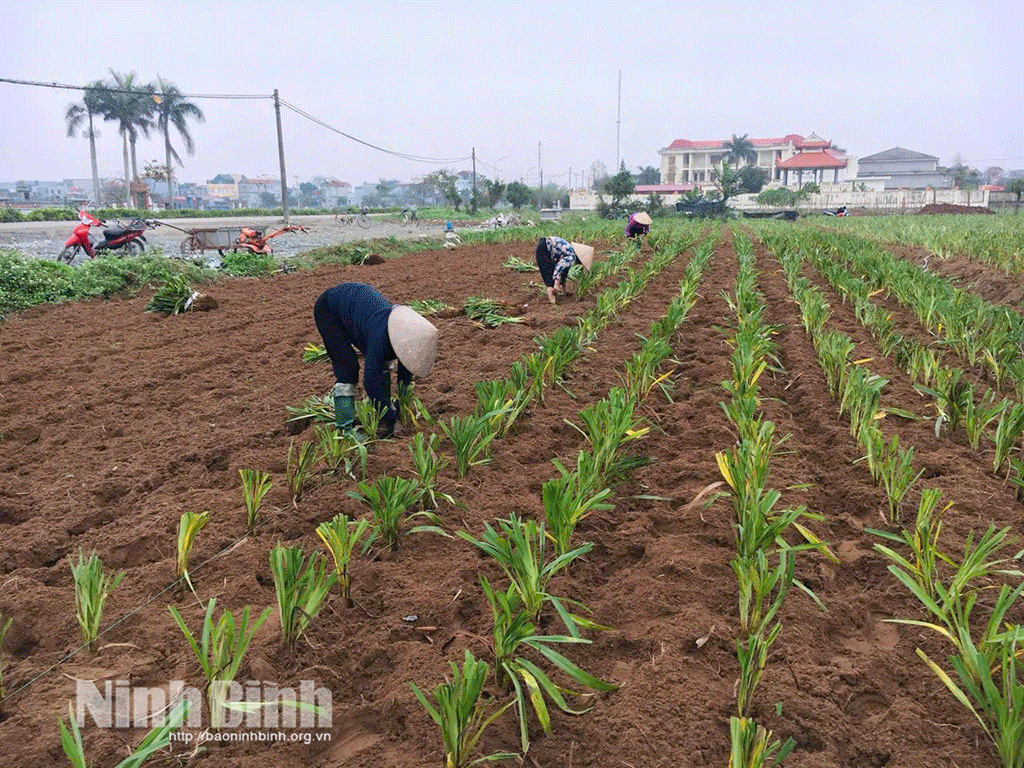 Cô gái 9X, khởi nghiệp thành công từ mô hình kinh tế xanh