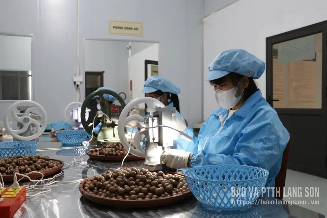 Công nghệ nâng giá trị mắc ca