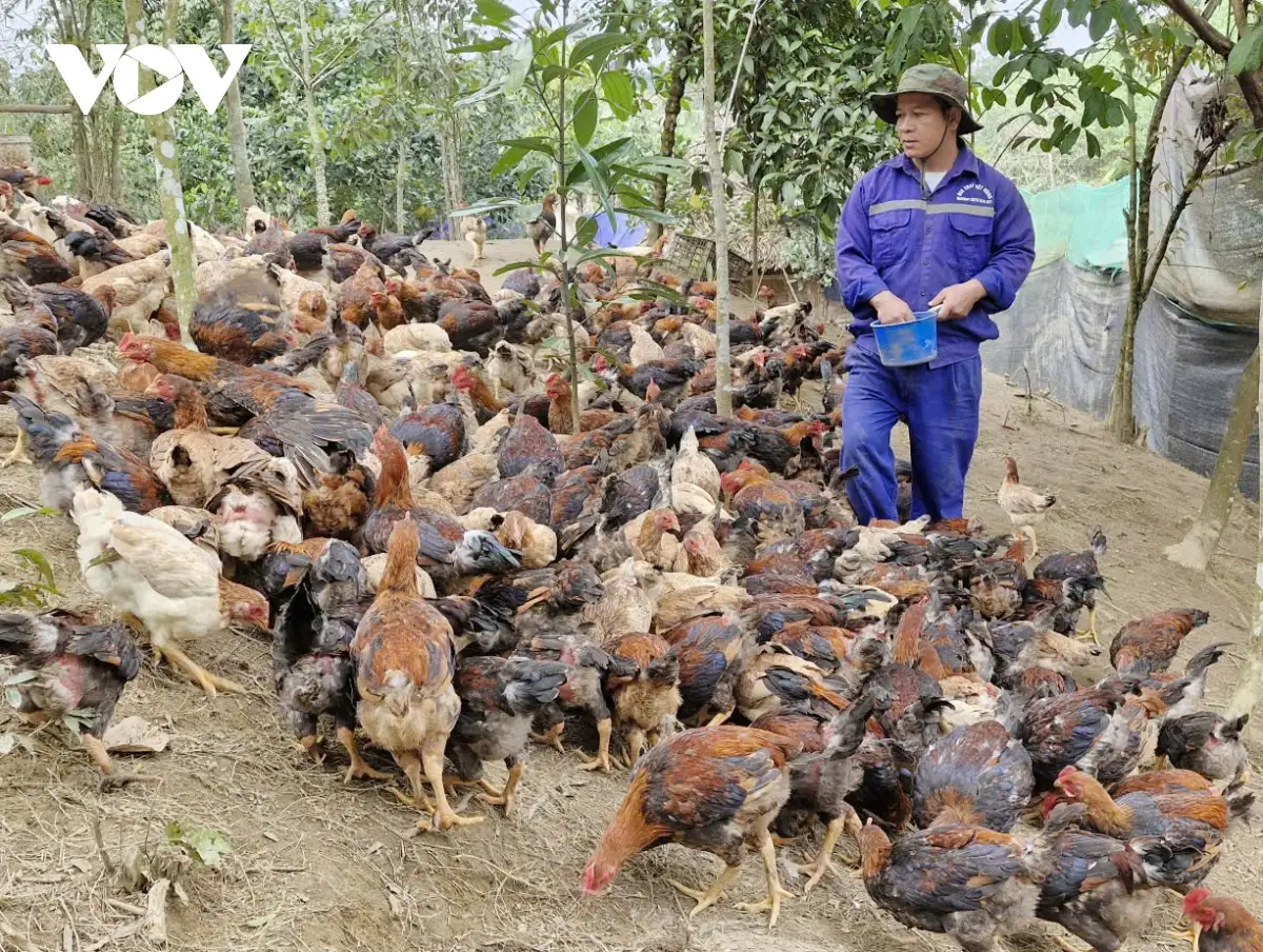 Đa dạng mô hình giảm nghèo ở miền núi Đà Nẵng