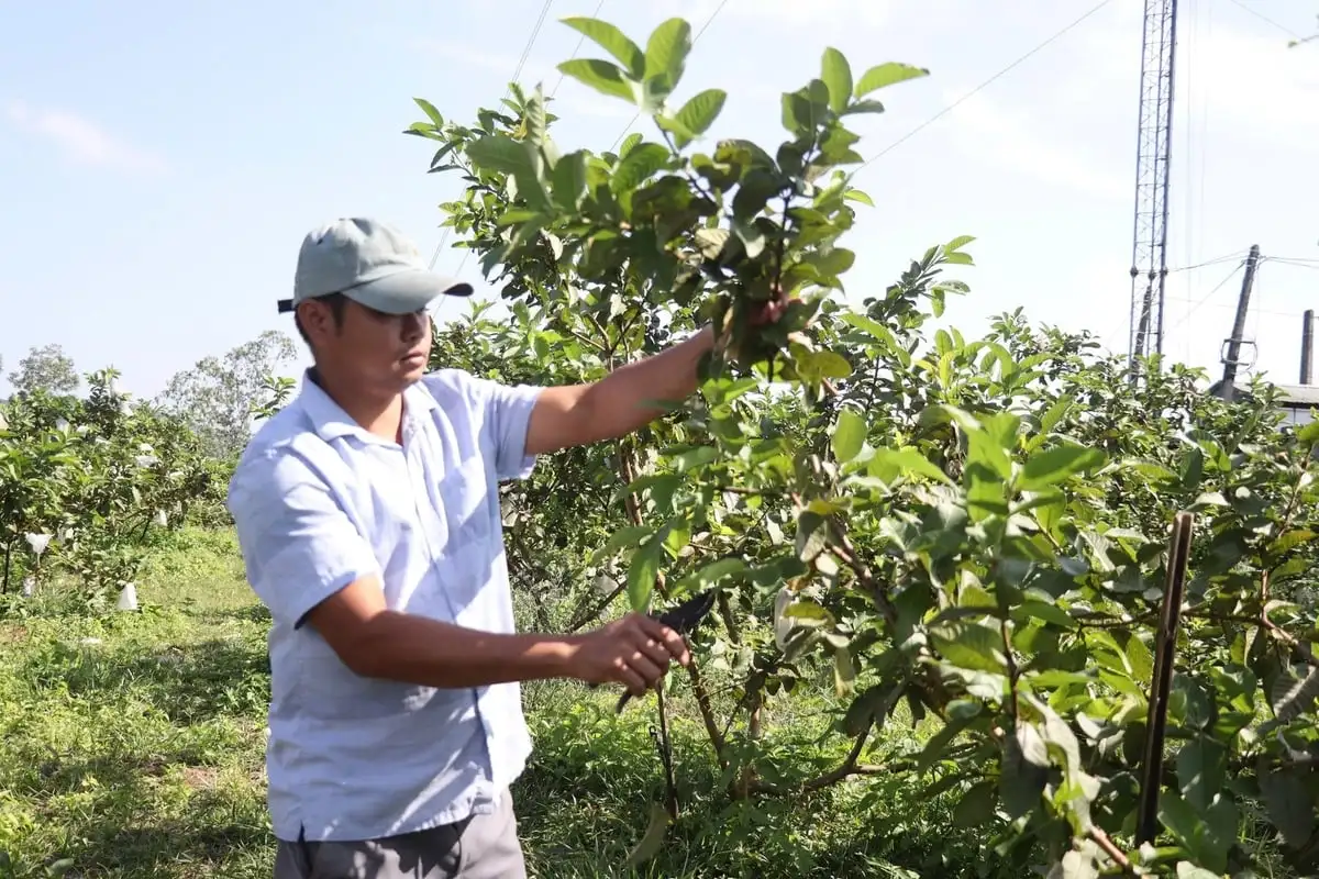 Đà Nẵng nở rộ nông nghiệp ứng dụng công nghệ số