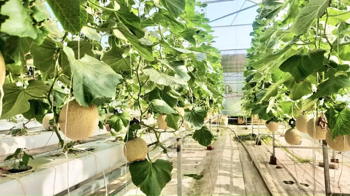 Đà Nẵng nở rộ nông nghiệp ứng dụng công nghệ số