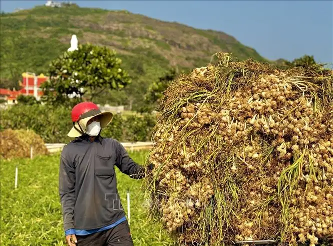 Đặc khu Lý Sơn hỗ trợ người dân tìm lối ra khi tỏi rớt giá