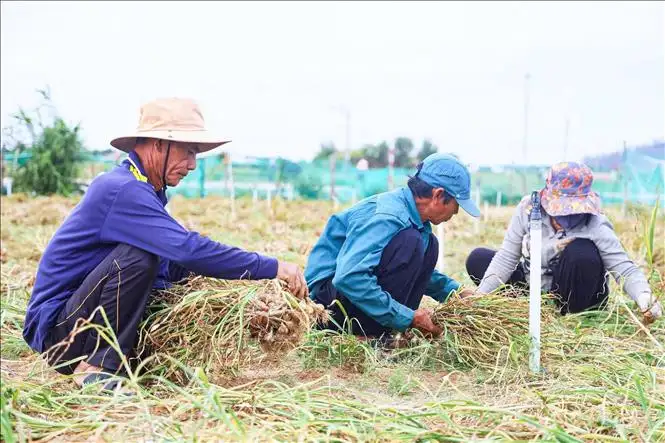 Đặc khu Lý Sơn hỗ trợ người dân tìm lối ra khi tỏi rớt giá