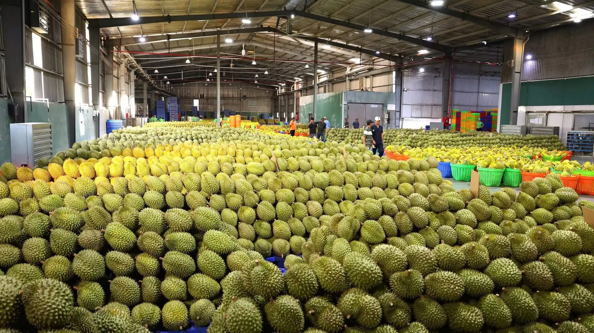 Đắk Lắk định hình sầu riêng bền vững: Lộ trình ‘xanh hóa’