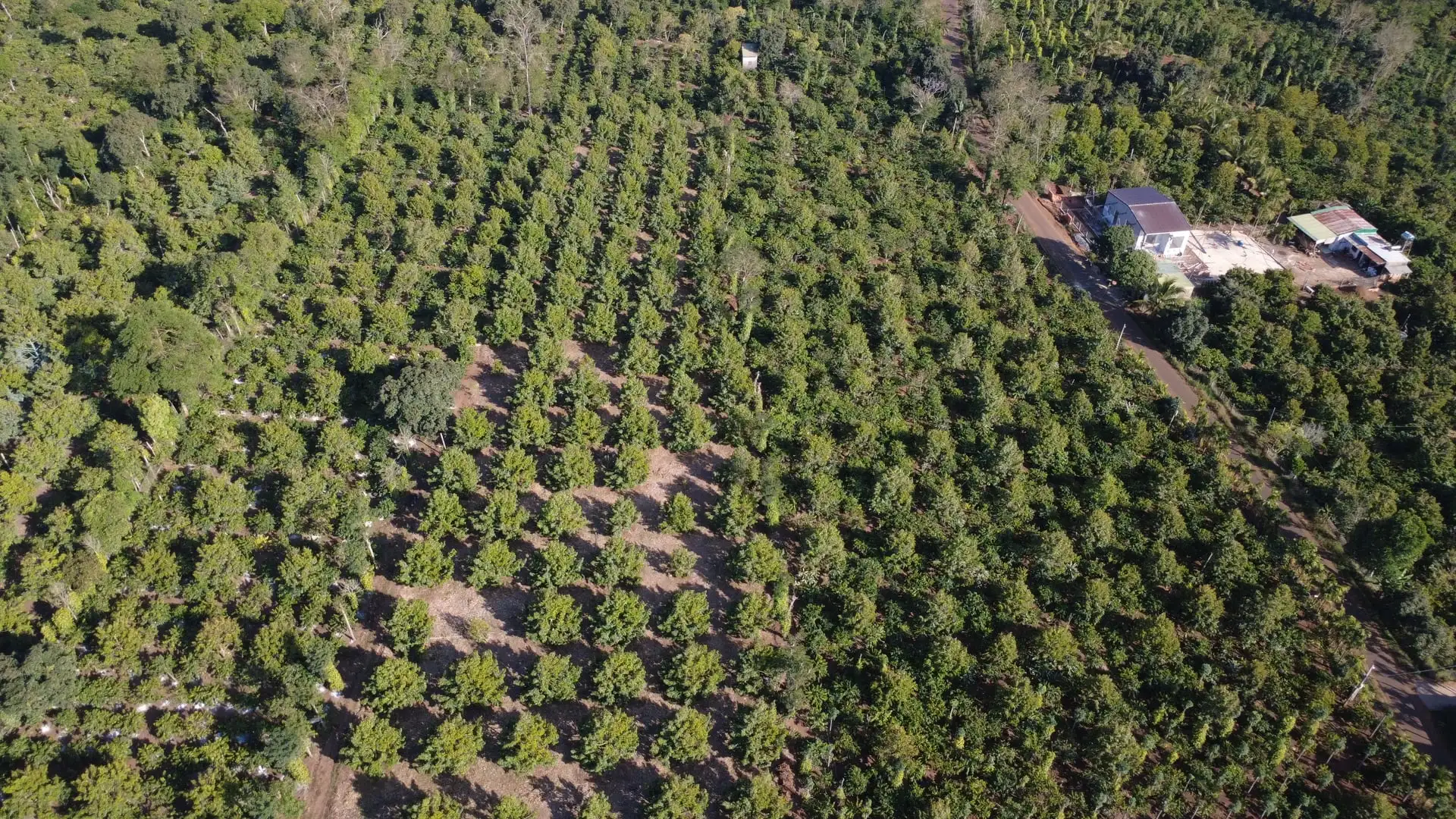 Đắk Lắk định hình sầu riêng bền vững: Lộ trình ‘xanh hóa’