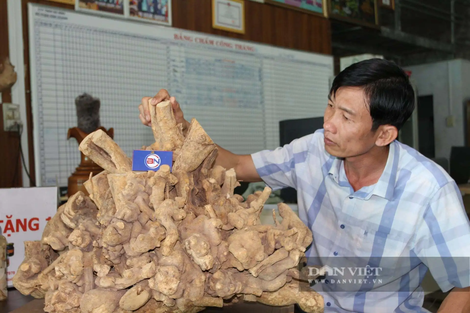 Đào loại rễ cây xáo tam phân, uốn lượn giá tiền triệu bán cho khách hàng, sản phẩm đạt sao OCOP ở tỉnh Khánh Hòa