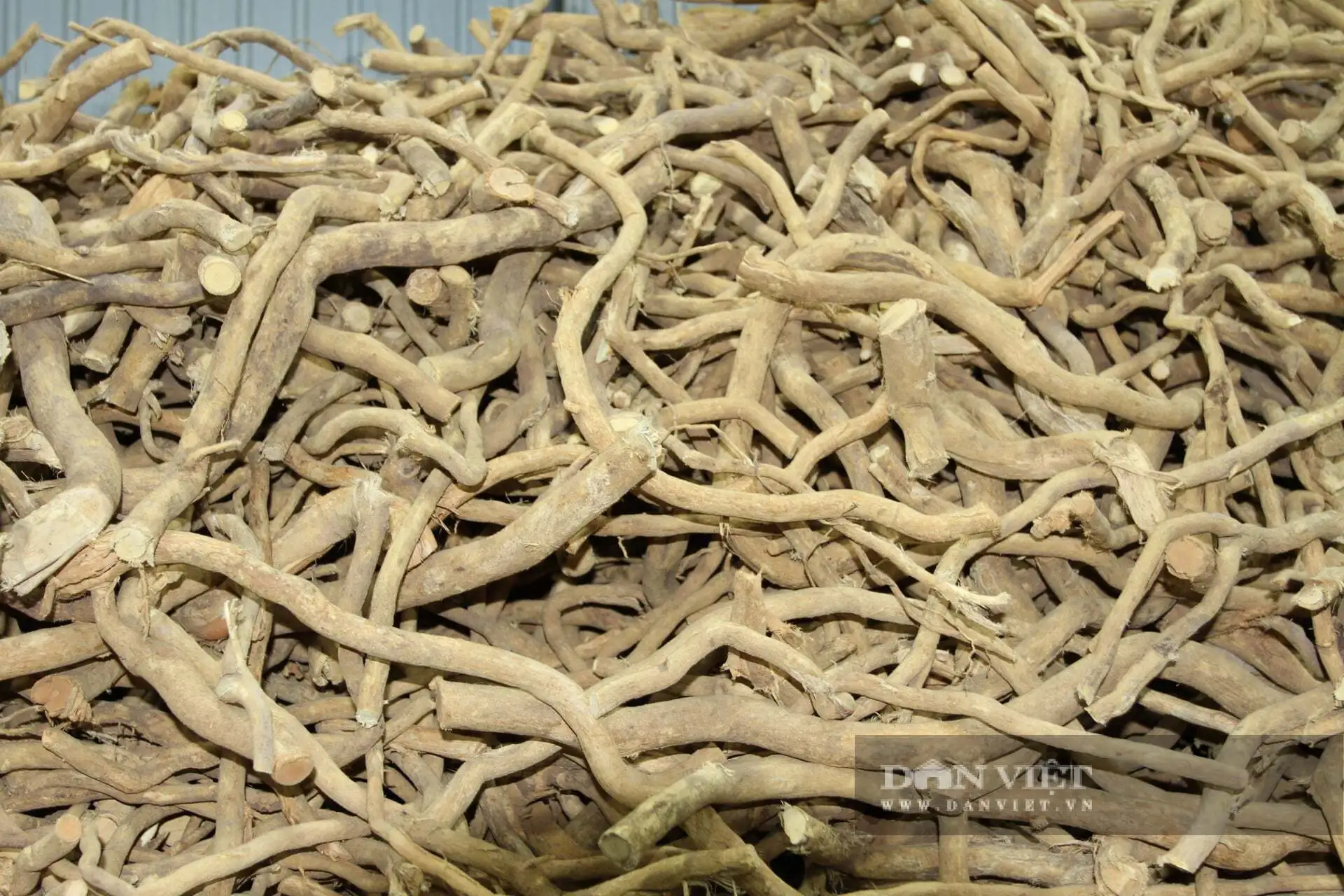 Đào loại rễ cây xáo tam phân, uốn lượn giá tiền triệu bán cho khách hàng, sản phẩm đạt sao OCOP ở tỉnh Khánh Hòa