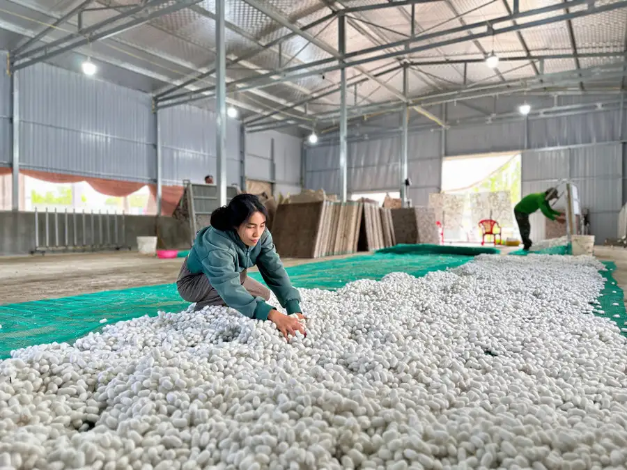 Dâu tằm mở sinh kế bền vững cho nông dân