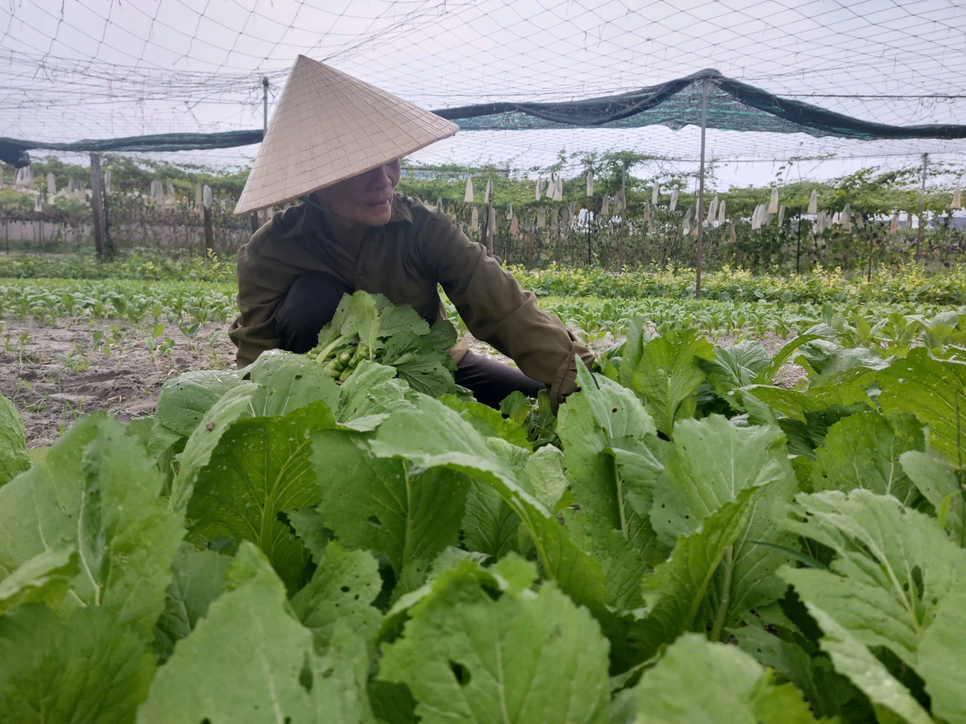 Để chủ thể ‘mặn mà’ với OCOP