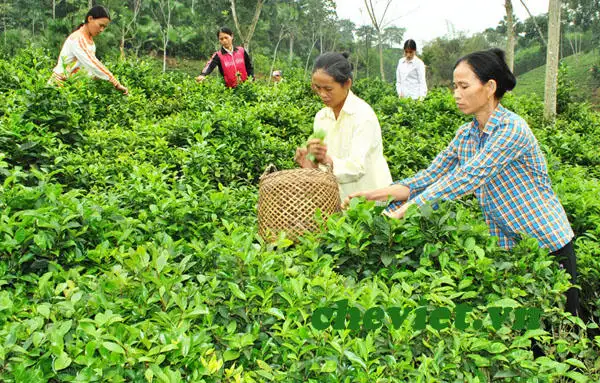 Đề xuất UBND cấp tỉnh được quyền đánh giá, phân hạng sản phẩm OCOP 3 sao và 4 sao