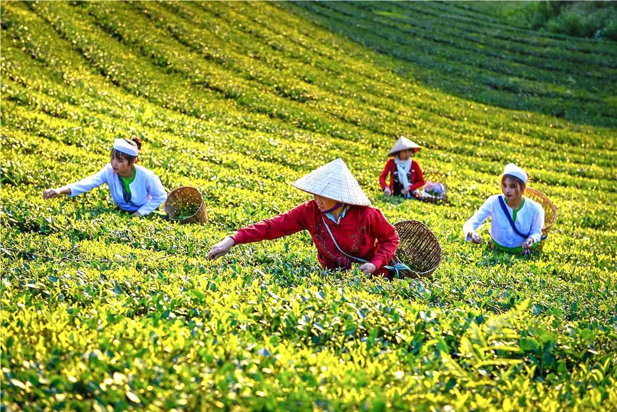 Đề xuất UBND cấp tỉnh được quyền đánh giá, phân hạng sản phẩm OCOP 3 sao và 4 sao