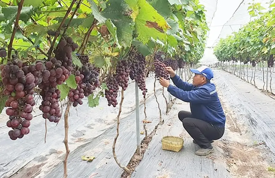 Định hình nền nông nghiệp đô thị xanh