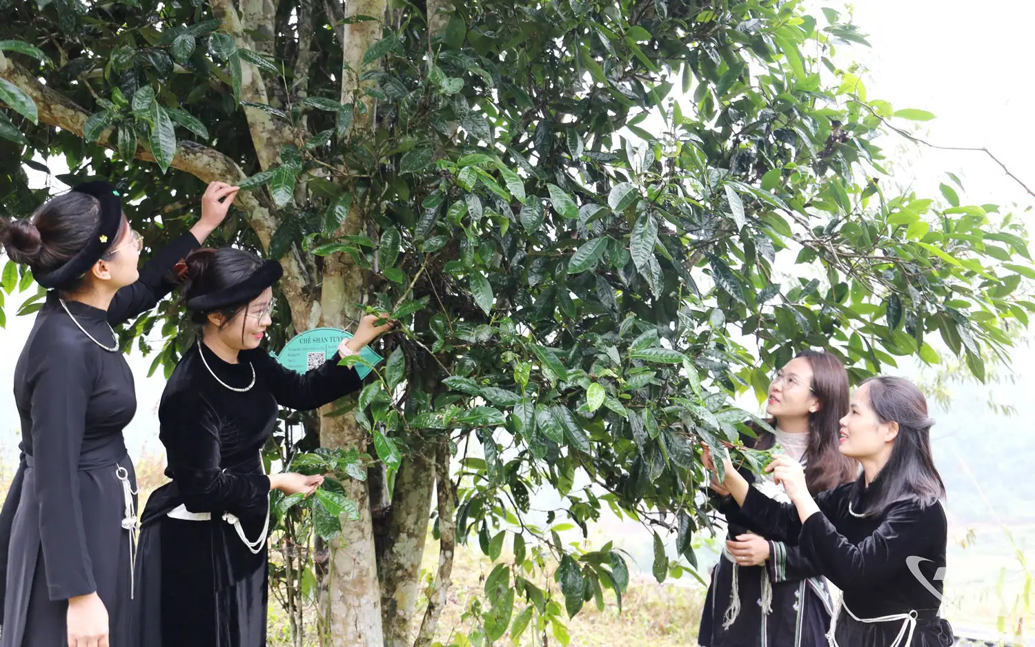 Định vị thương hiệu chè Shan tuyết Bằng Phúc