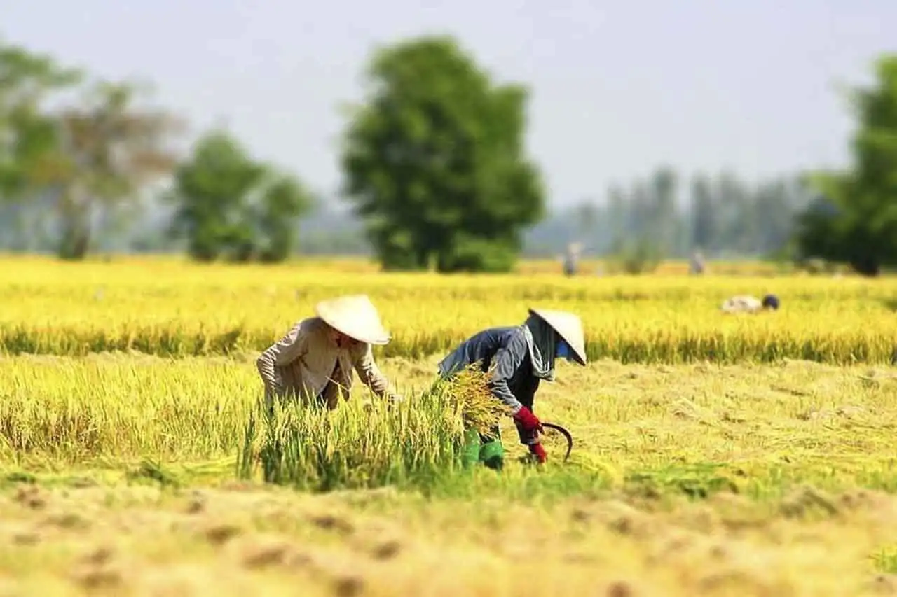 Đổi mới đào tạo nghề nông thôn đáp ứng yêu cầu hiện đại hoá nông nghiệp