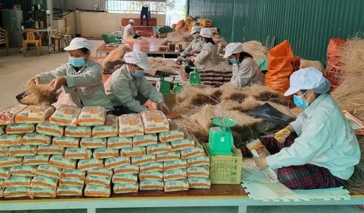 Hình thành chuỗi liên kết quy mô lớn, nâng tầm phát triển OCOP