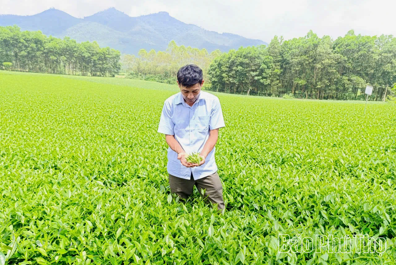 Đổi thay ở làng chè Đá Hen