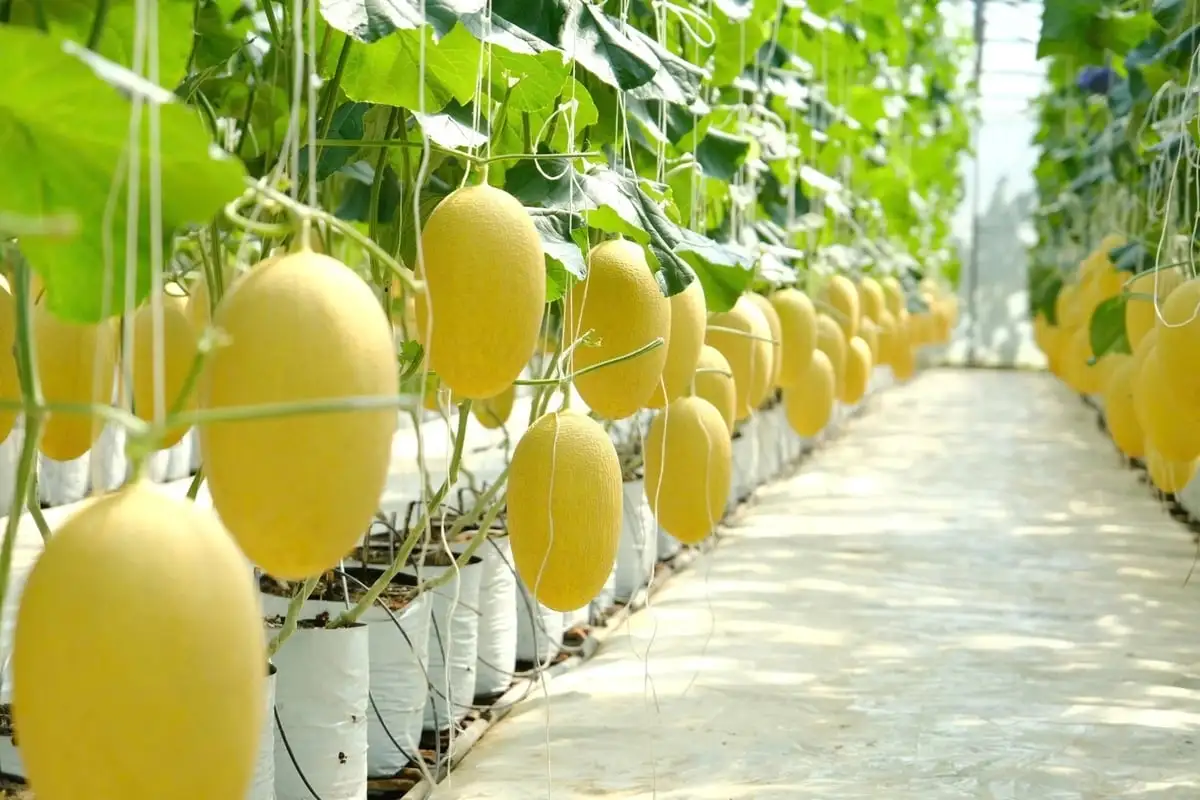 Dưa lưới công nghệ cao bén rễ vùng lúa Cát Tiên