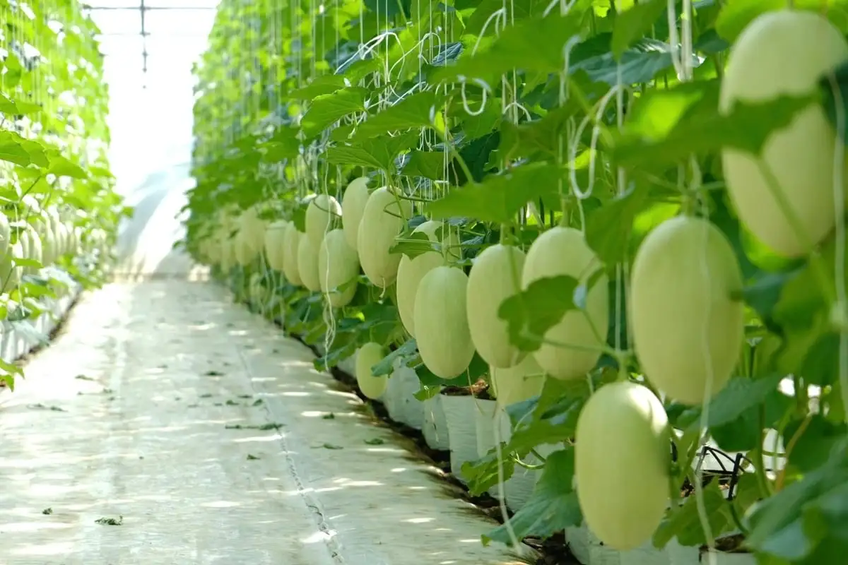 Dưa lưới công nghệ cao bén rễ vùng lúa Cát Tiên