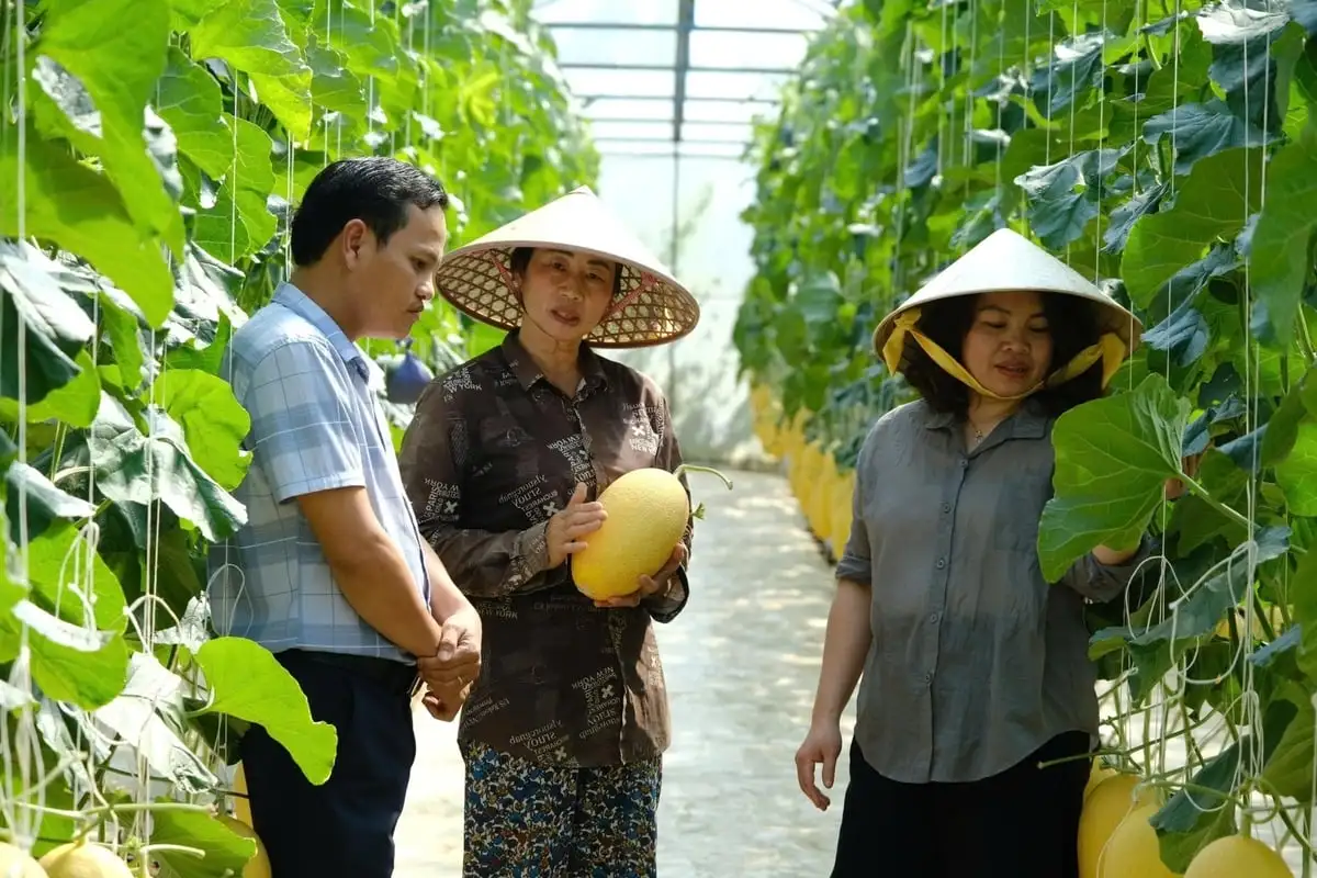 Dưa lưới công nghệ cao bén rễ vùng lúa Cát Tiên