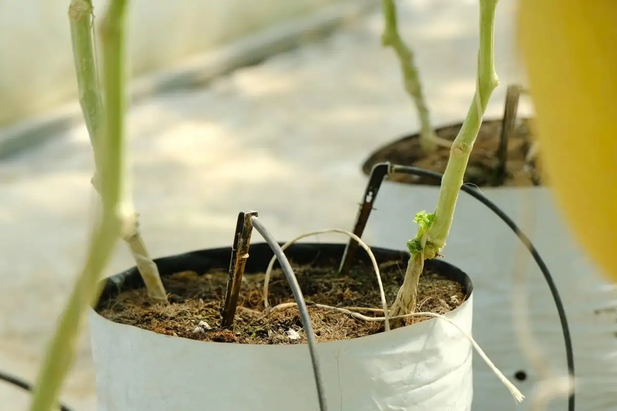 Dưa lưới công nghệ cao bén rễ vùng lúa Cát Tiên