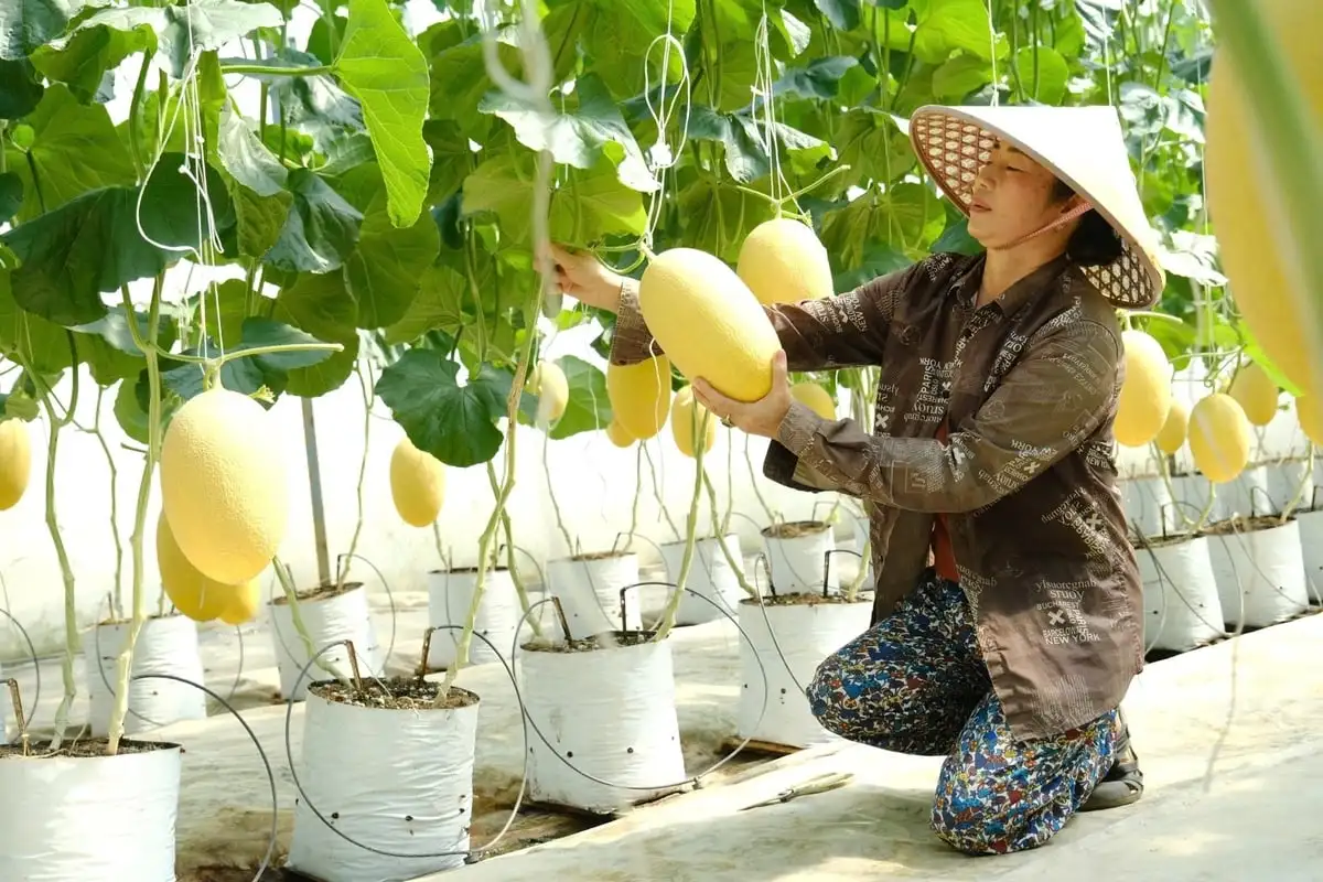 Dưa lưới công nghệ cao bén rễ vùng lúa Cát Tiên