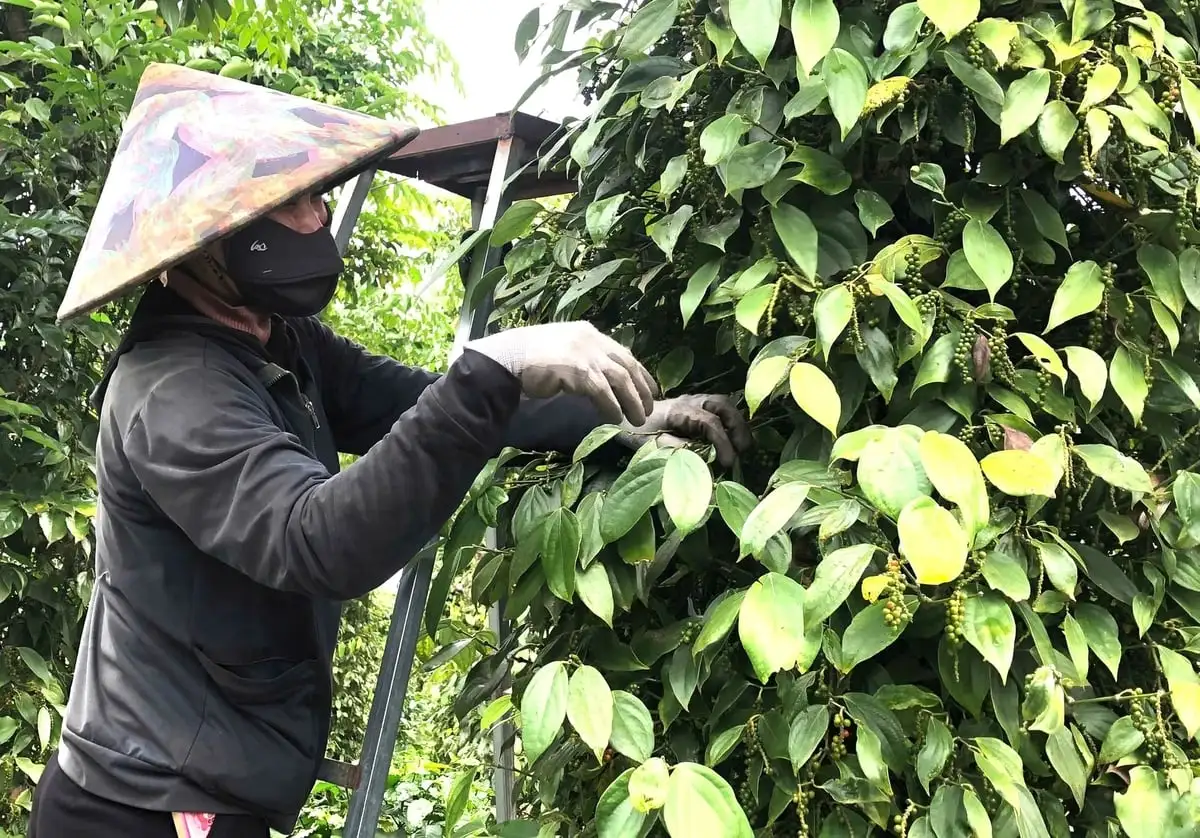 Giá duy trì ở mức cao, người trồng tiêu phấn khởi