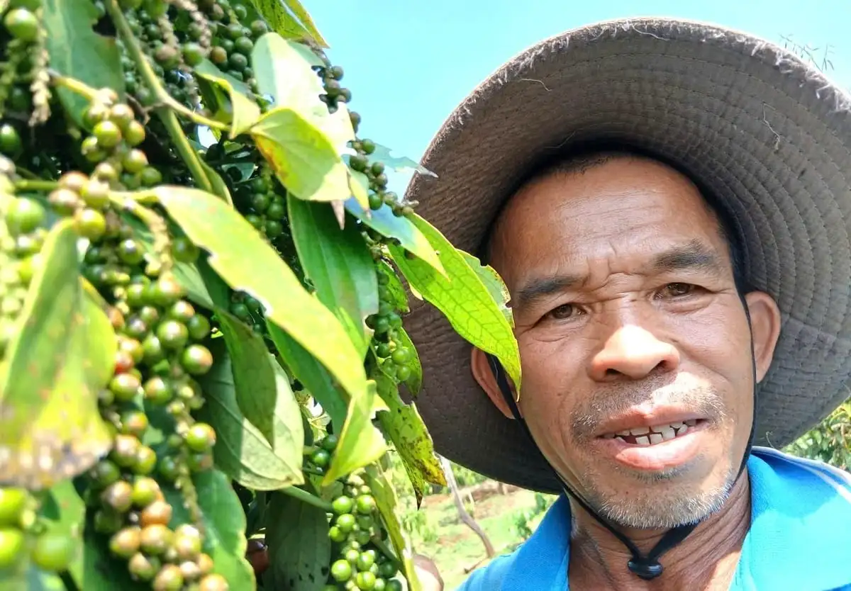 Giá duy trì ở mức cao, người trồng tiêu phấn khởi