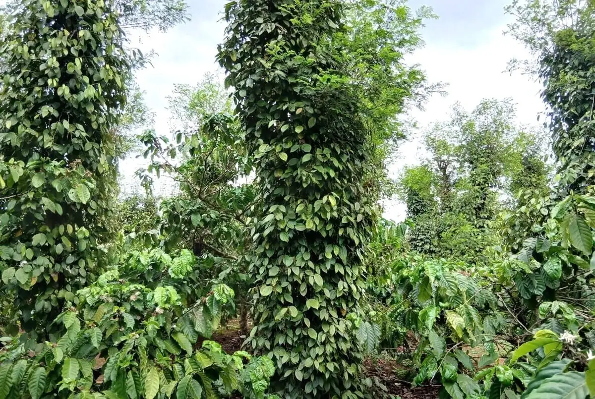 Giá duy trì ở mức cao, người trồng tiêu phấn khởi